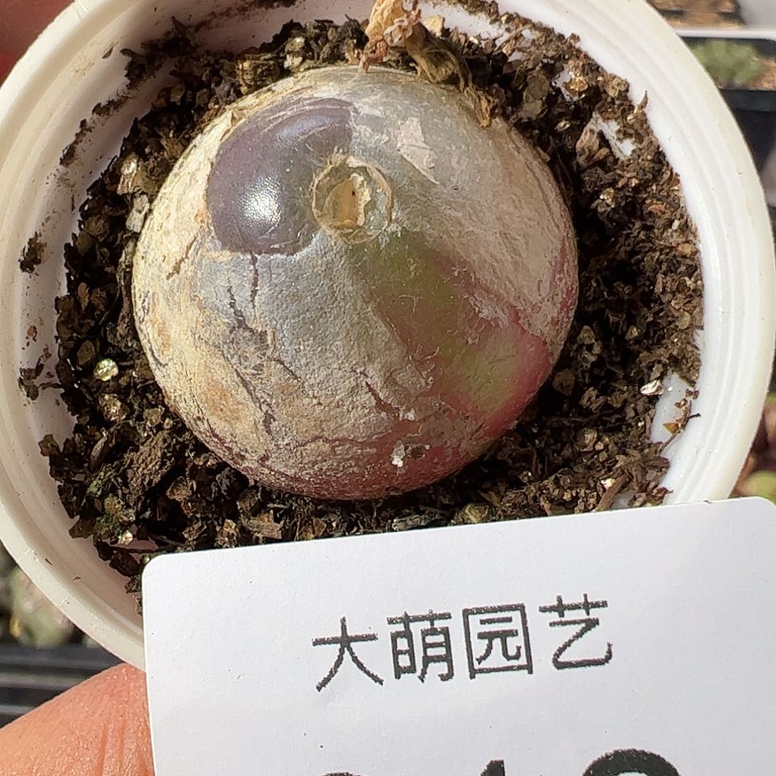 一物一拍带盆土发613