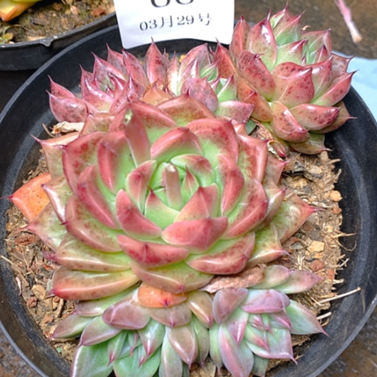 【闪购商品】云66号