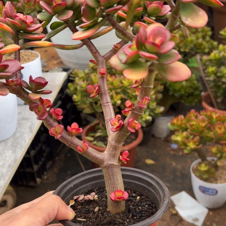 中国大陆摇钱树1点