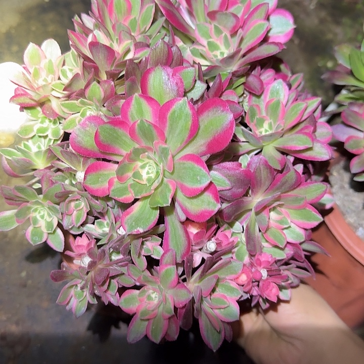 精品红女巫朵朵亏本福利