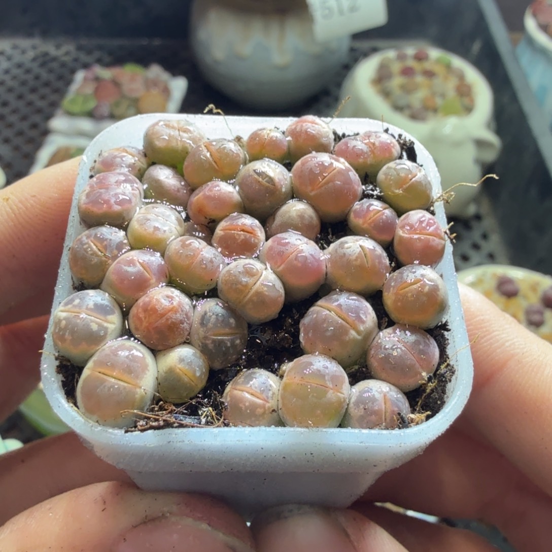 多肉葡萄的季节性536