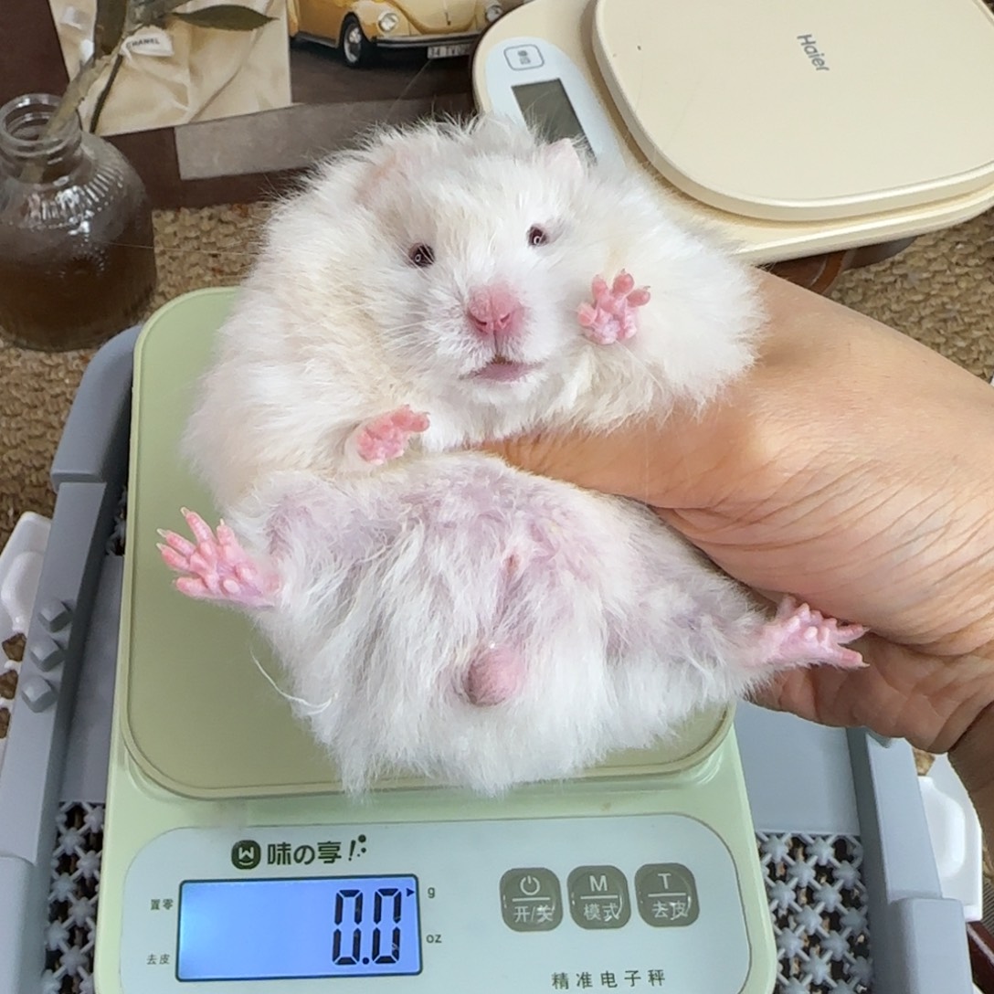 银鸽灰波弟弟8.08小体格