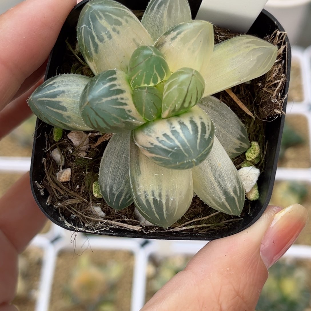 401糊斑龙爪玉露锦哈哈哈哈哈