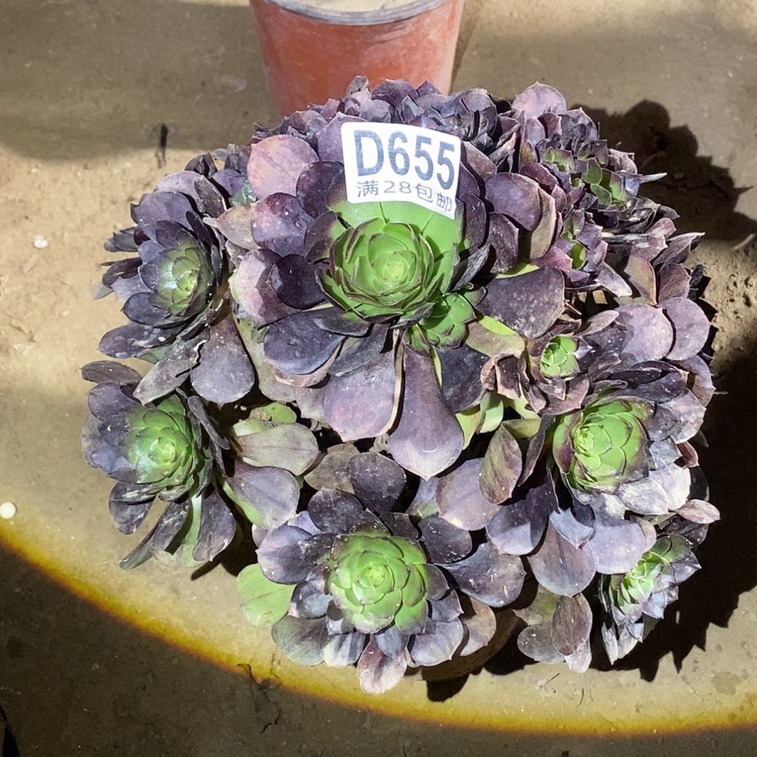 655 多肉植物一物一拍