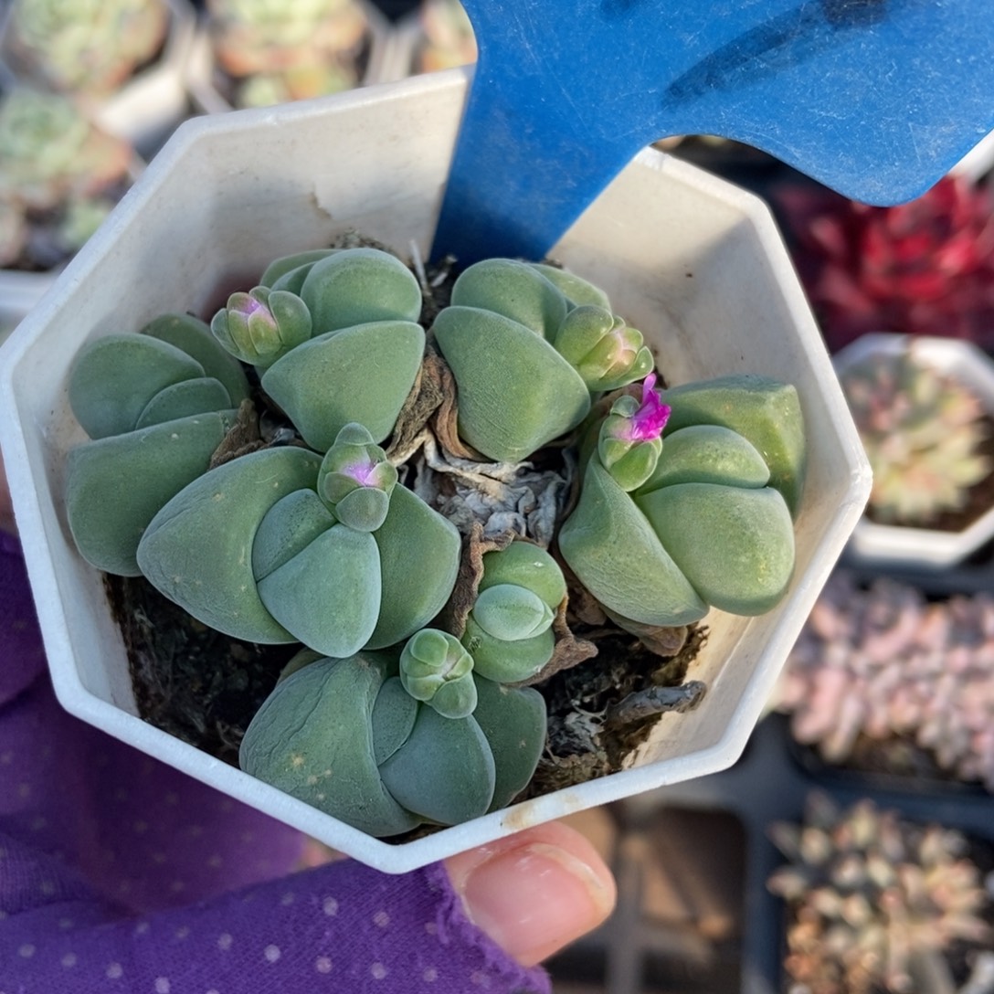 9017肉锥多肉植物多肉