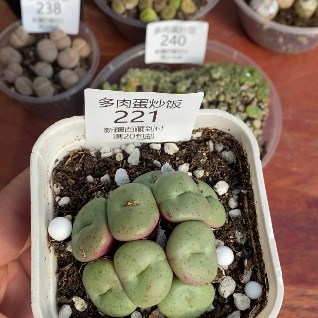 感谢您的支持，00221