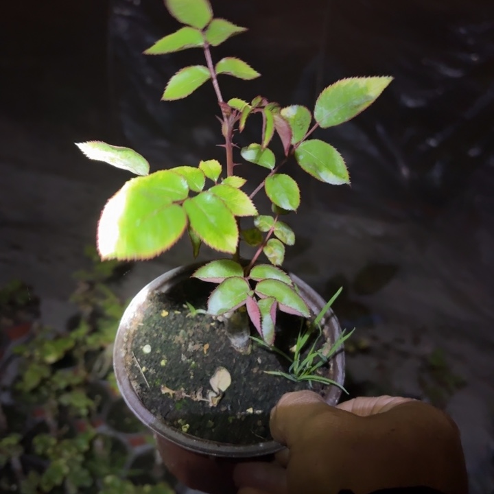 无花朵Cc福利小苗