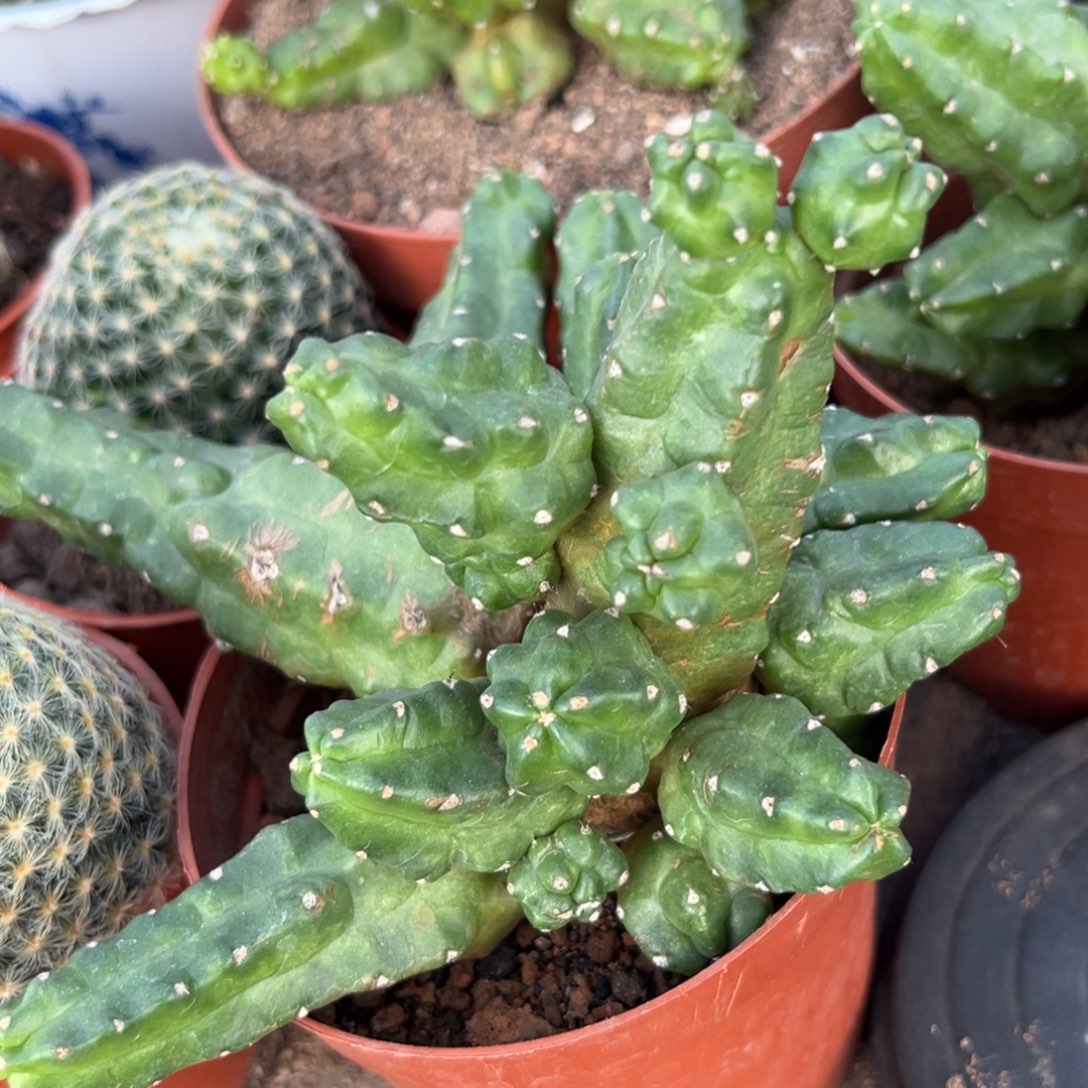 红***豆零零落落 零零落落