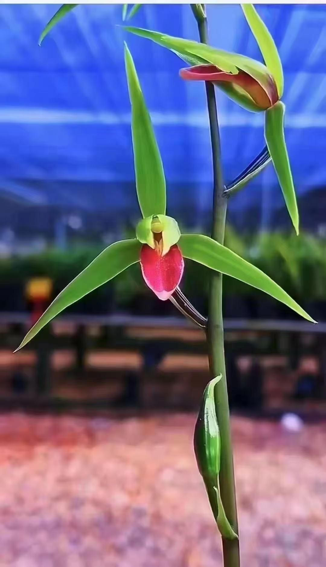 兰花苗人工种植好养易活