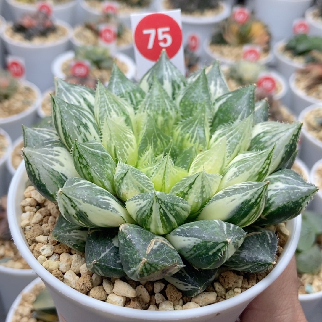 2***逢75宝莲灯锦多肉植物