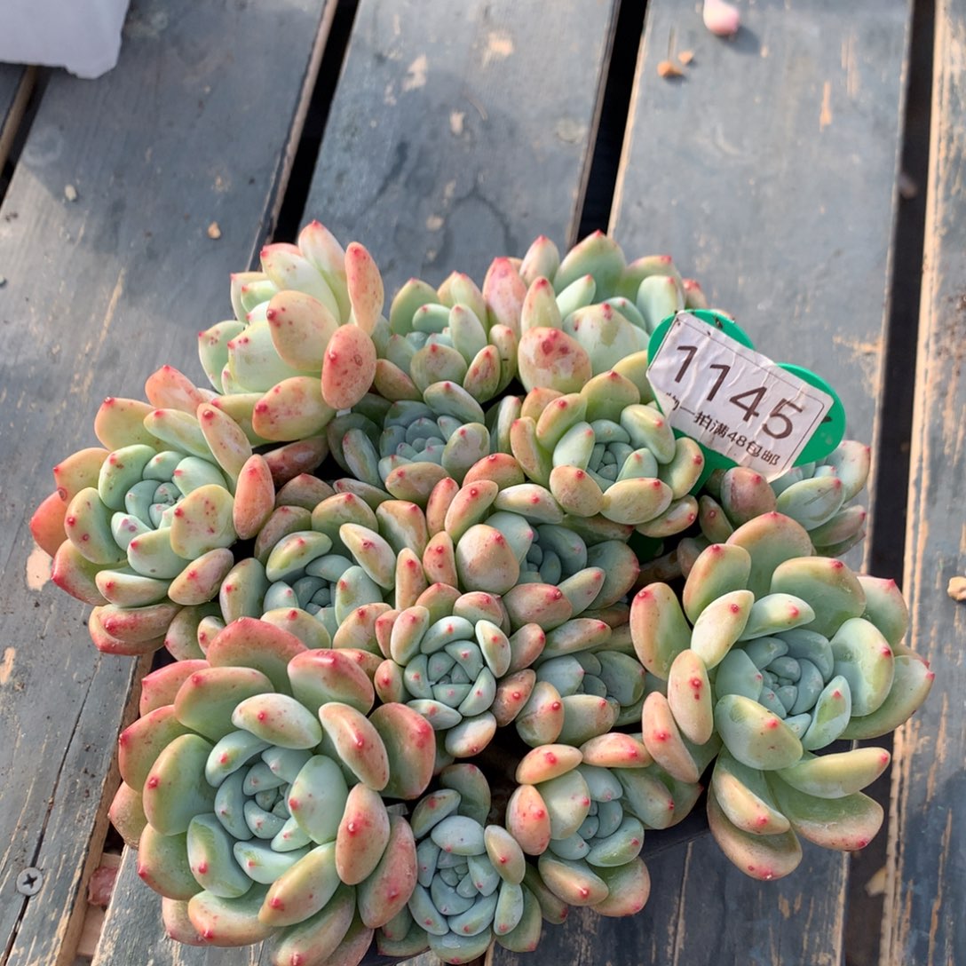 望舒老桩无砍平头1145