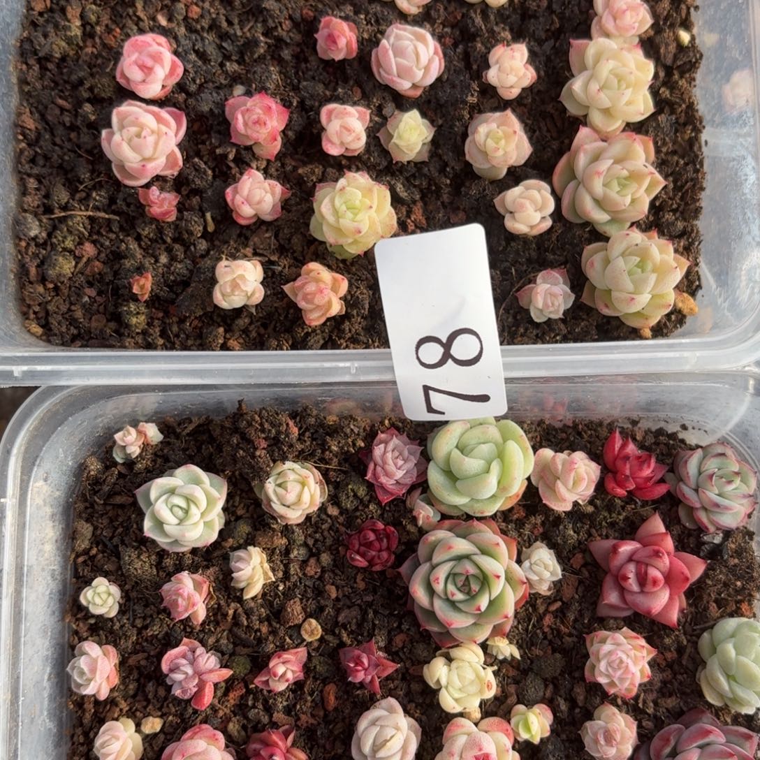 多肉植物多肉植物78