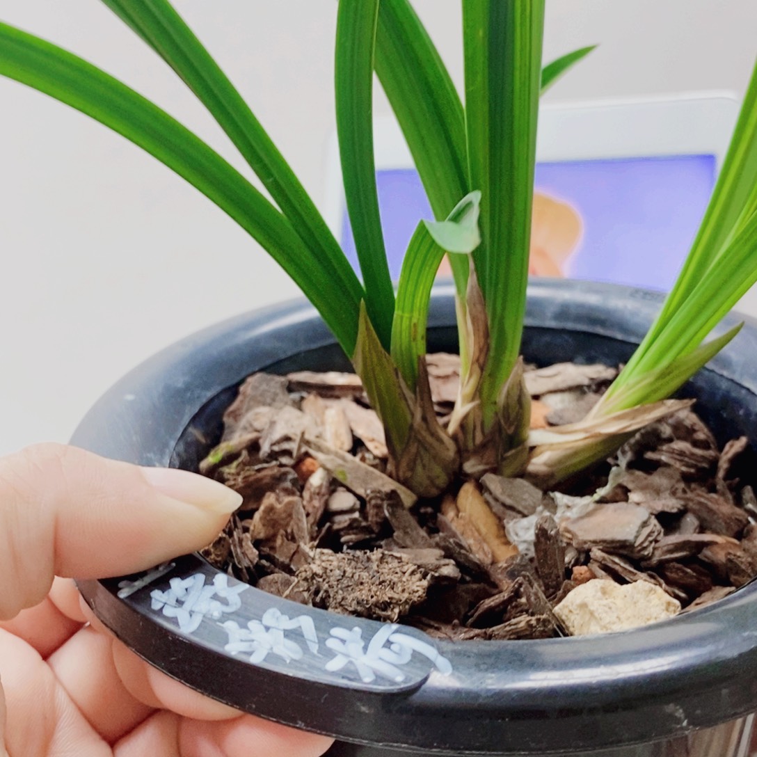 老***头当前无花栽培后可以开花