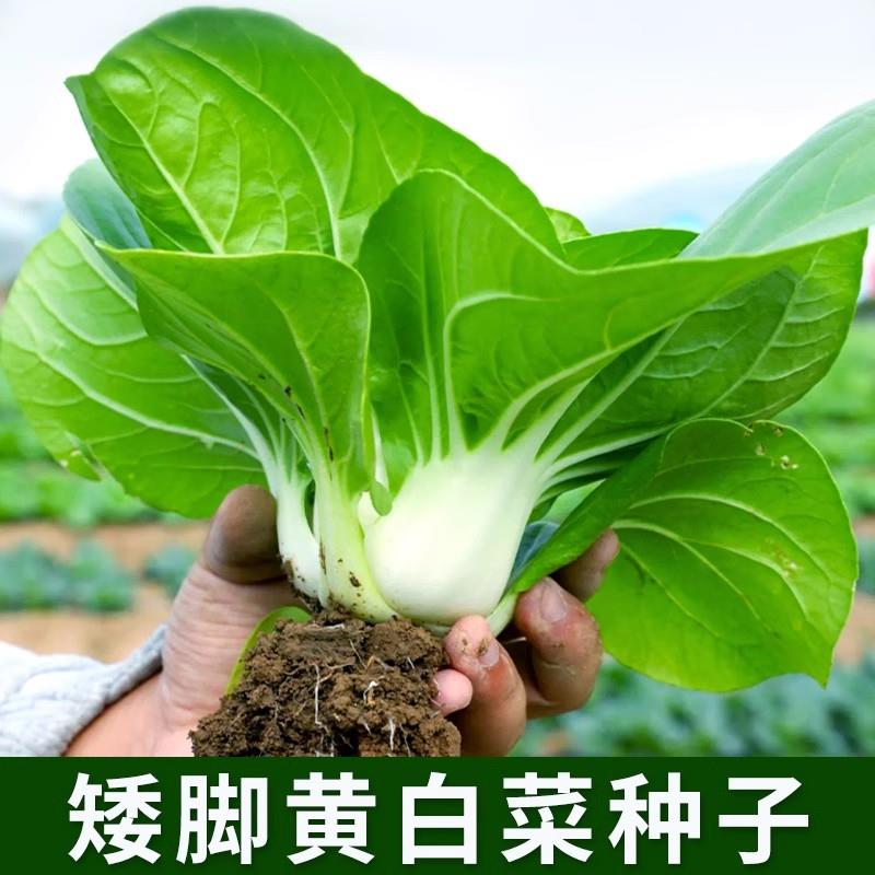【满5包包邮】矮脚黄白菜种子 矮将军 种籽春秋农家菜 