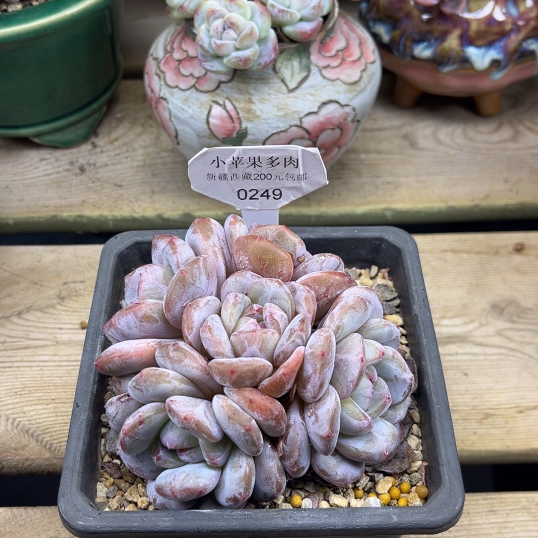 绿底紫心249/10cm5头