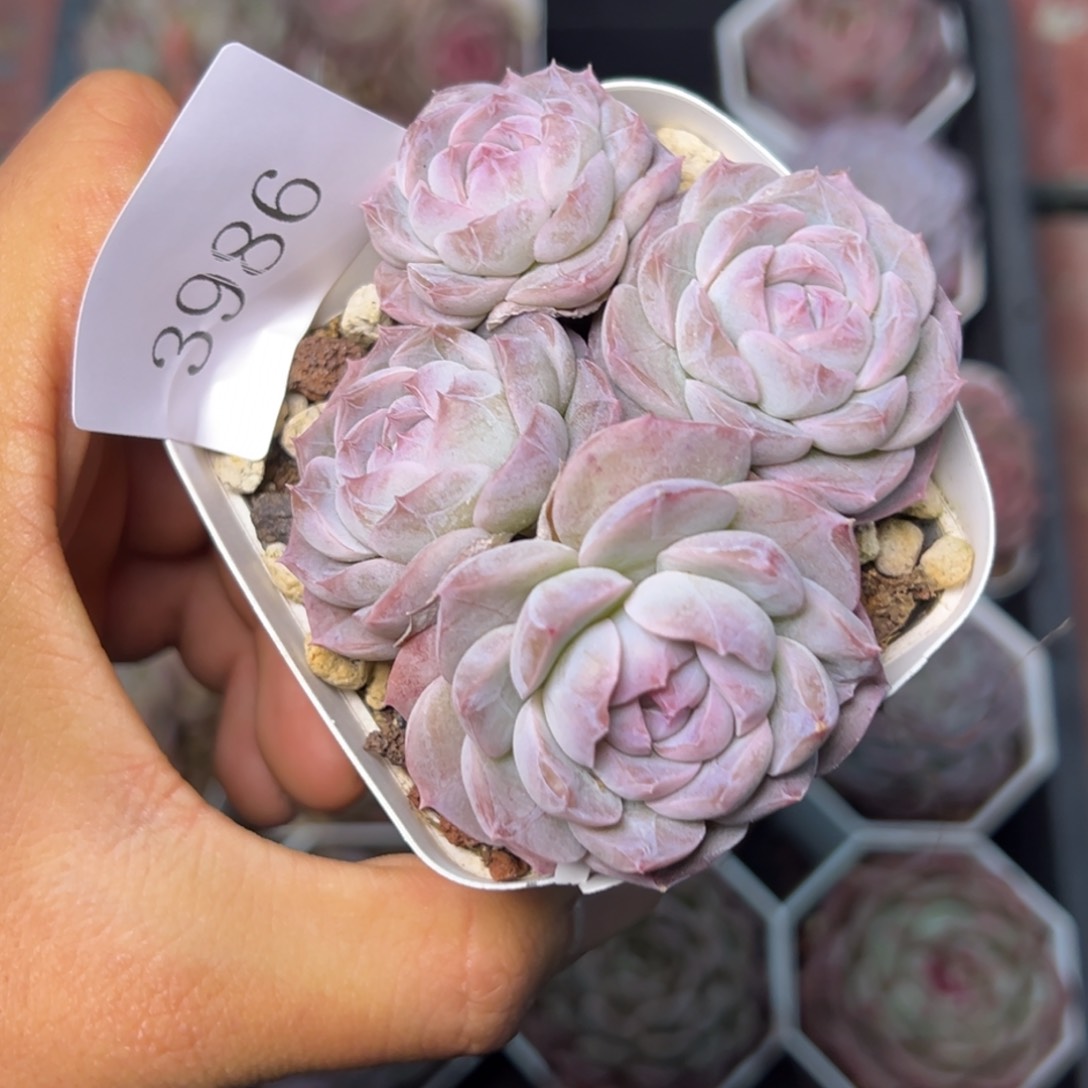 田**妹3986多肉多多多多多