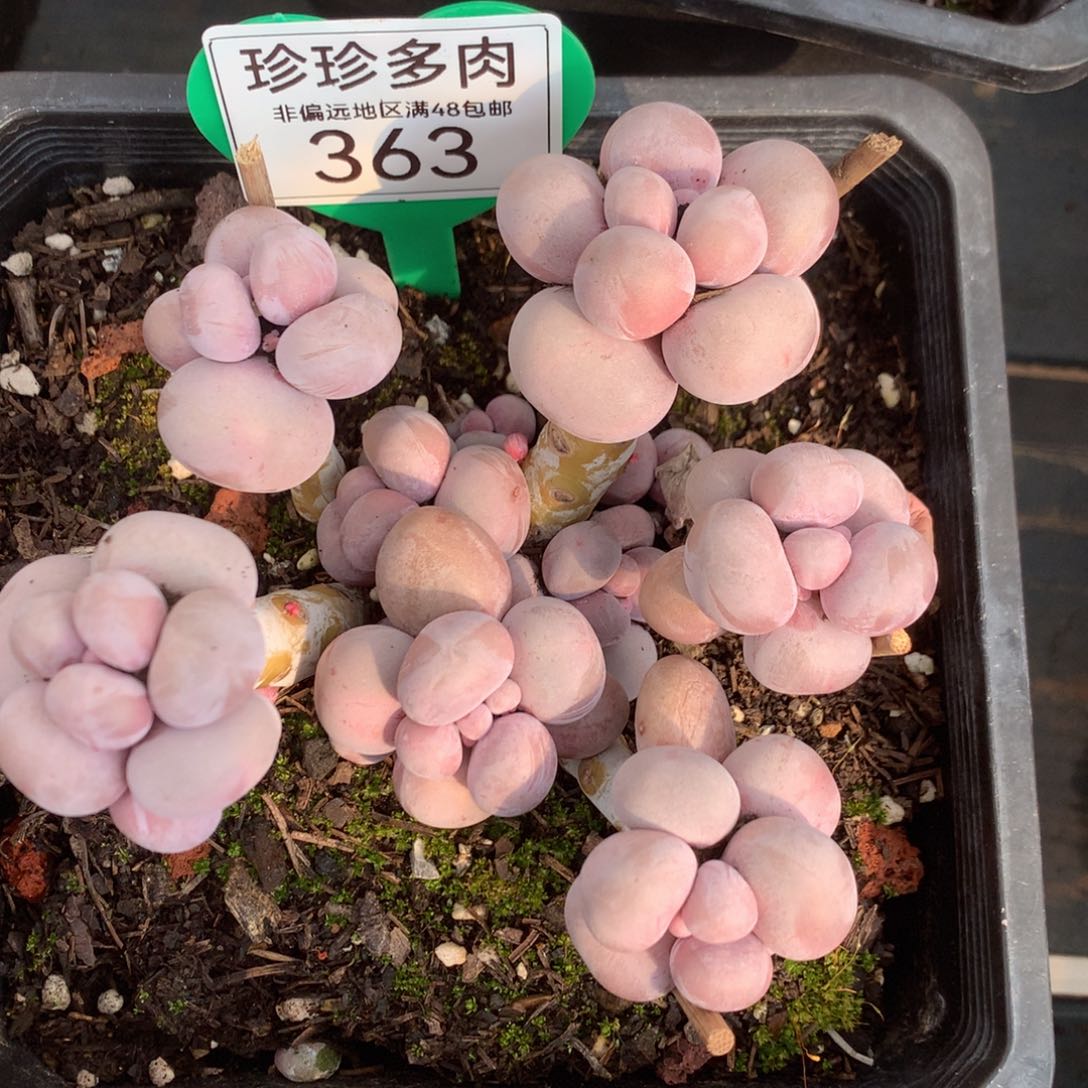 烟美人老桩无砍363