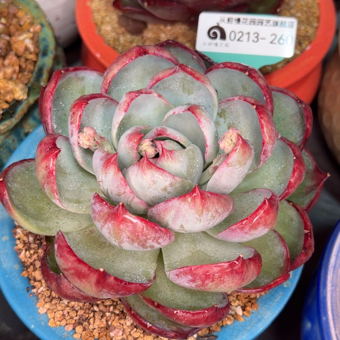 从前慢多肉精选编号0213.260