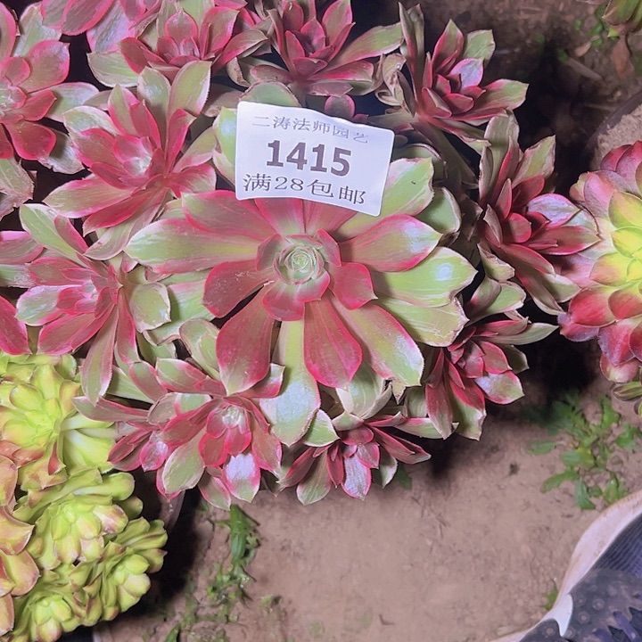 1415浣纱多肉植物2号