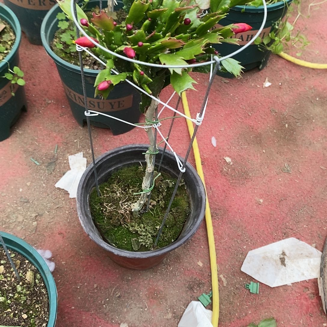 大***路完全开放福利款单层