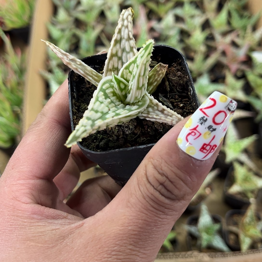 单头超级芦荟花园芦荟单头发货有根