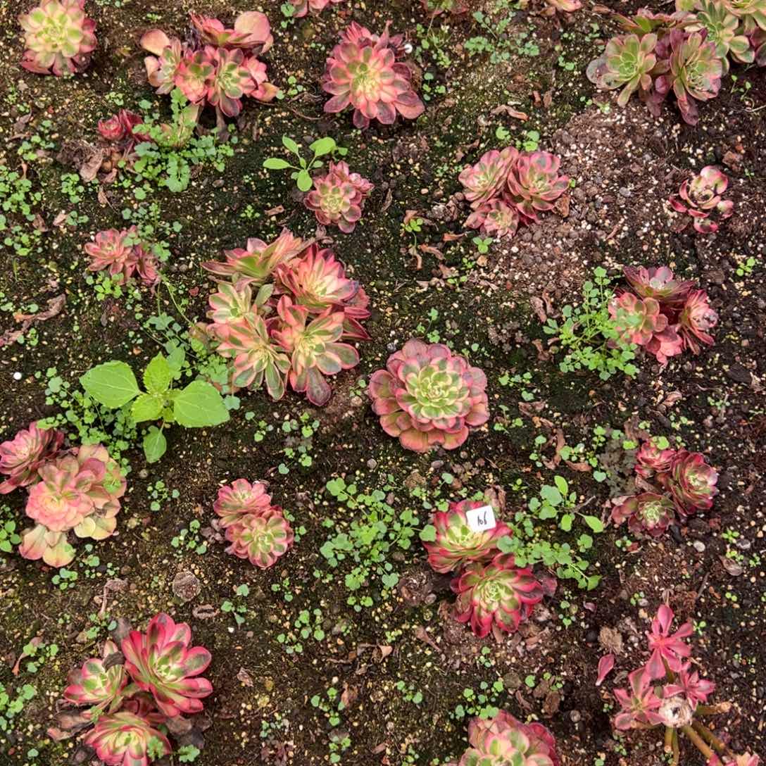 106鸿运加黑魔锦 15多肉20