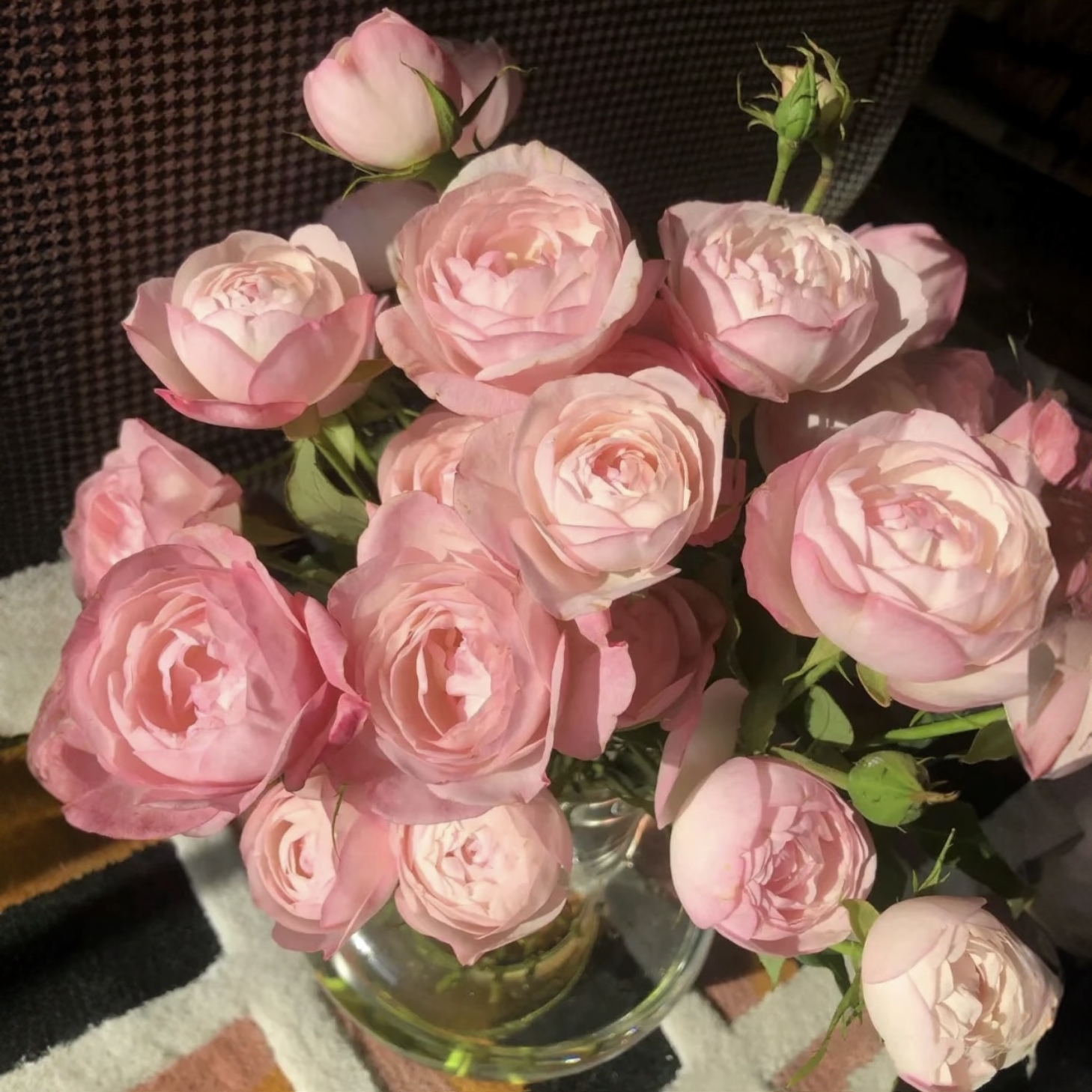 8090花园&草莓杏仁饼棒棒糖月季