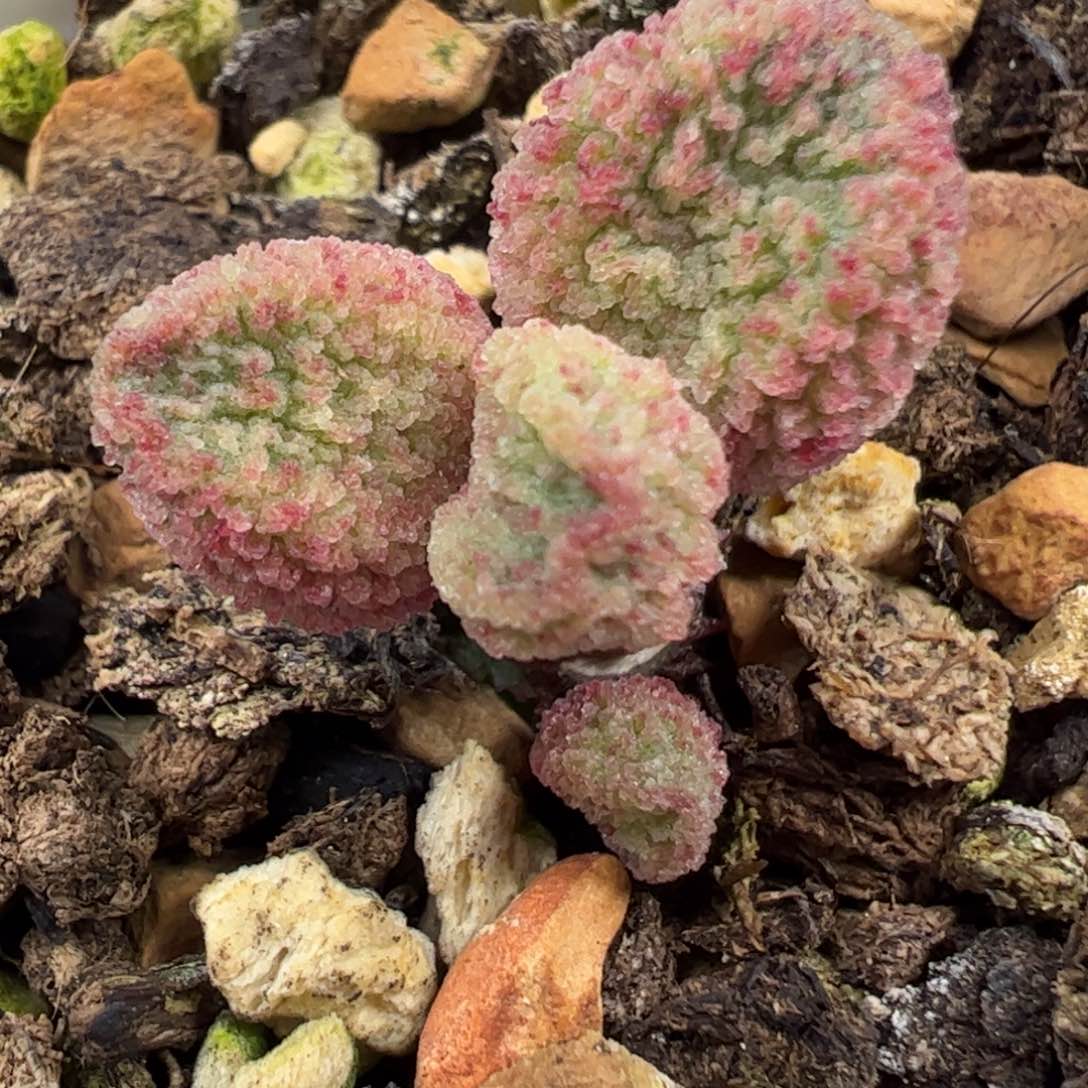 024-7909实生新品多肉植物水泡