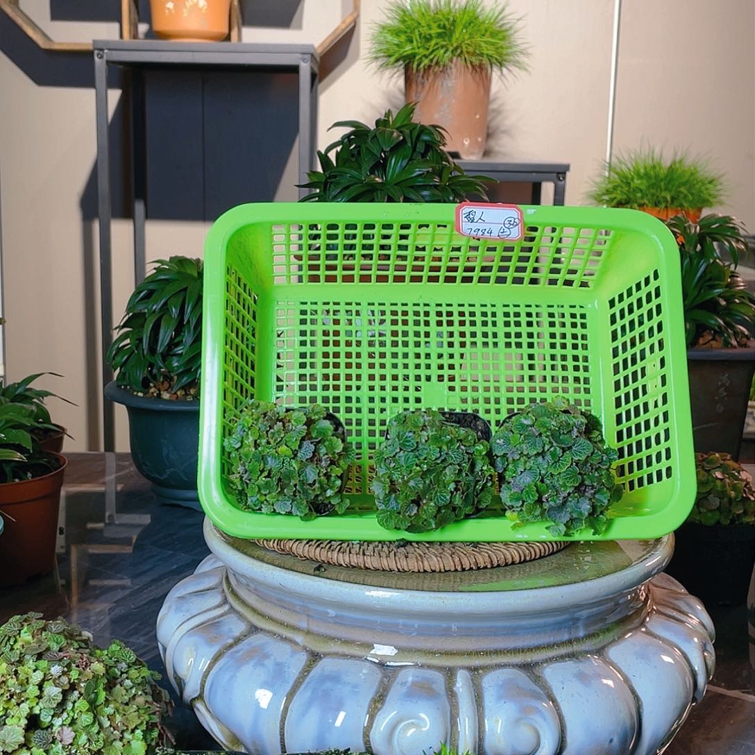 【闪购商品】不开花植物