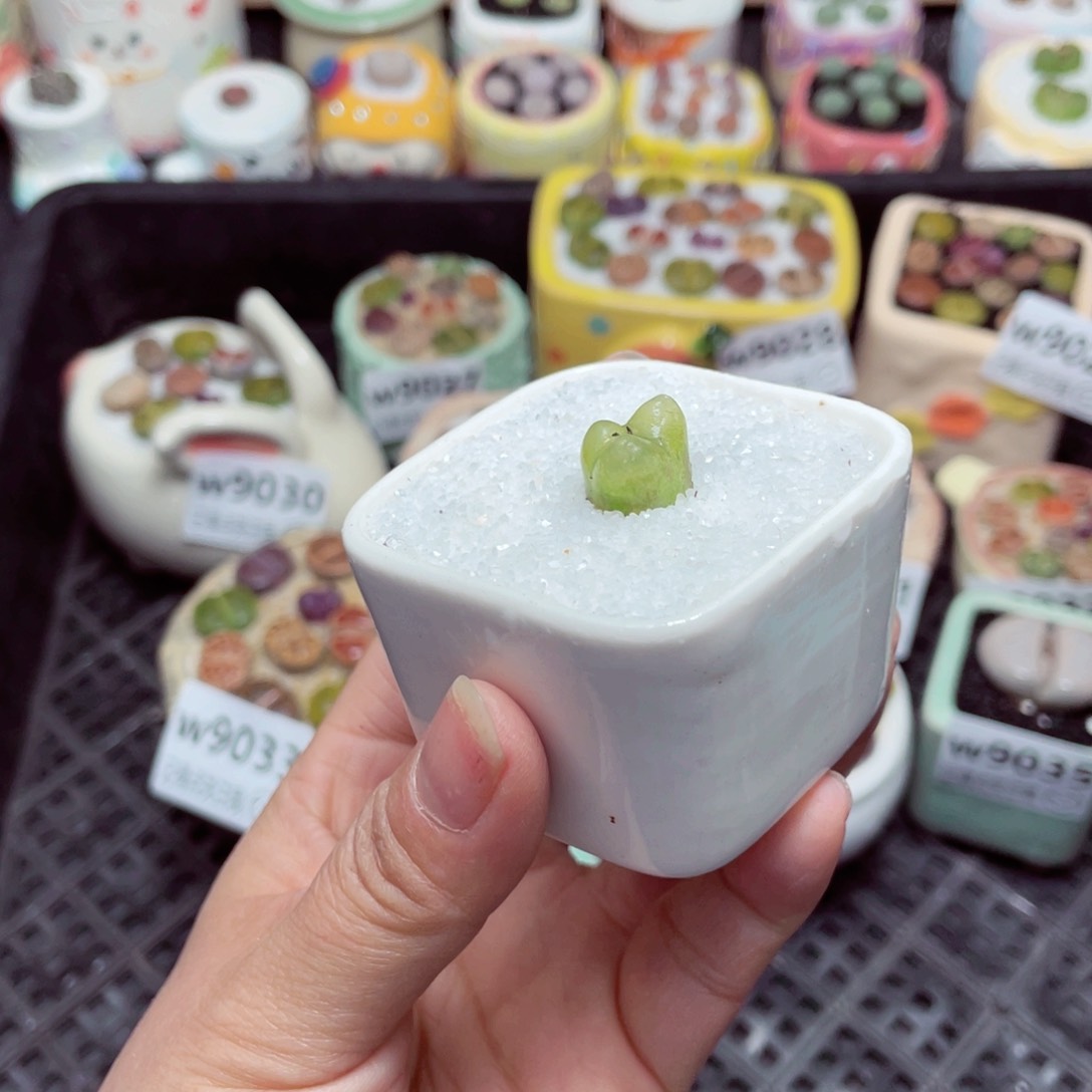 w9038 -零下地区拍保温箱 -15支持寄养