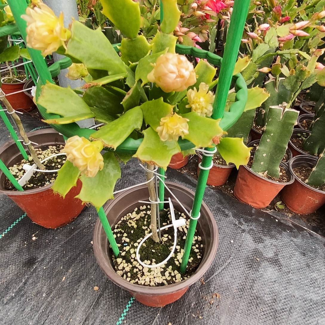 一***北完全开放叶仙嫁接一物一拍