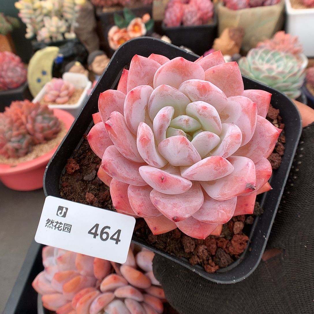 464果冻橙多肉植物6666