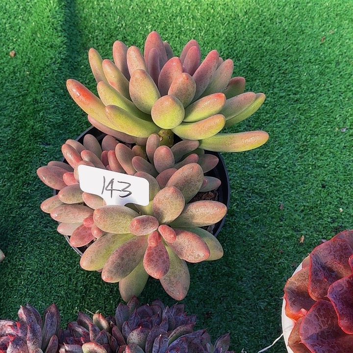 风***景丽娟花卉糖果美人