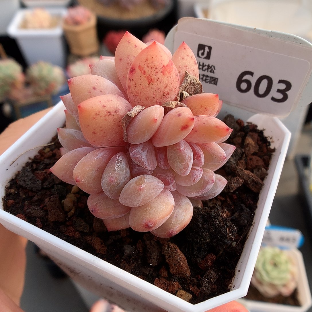 603石榴籽星影缀化多肉