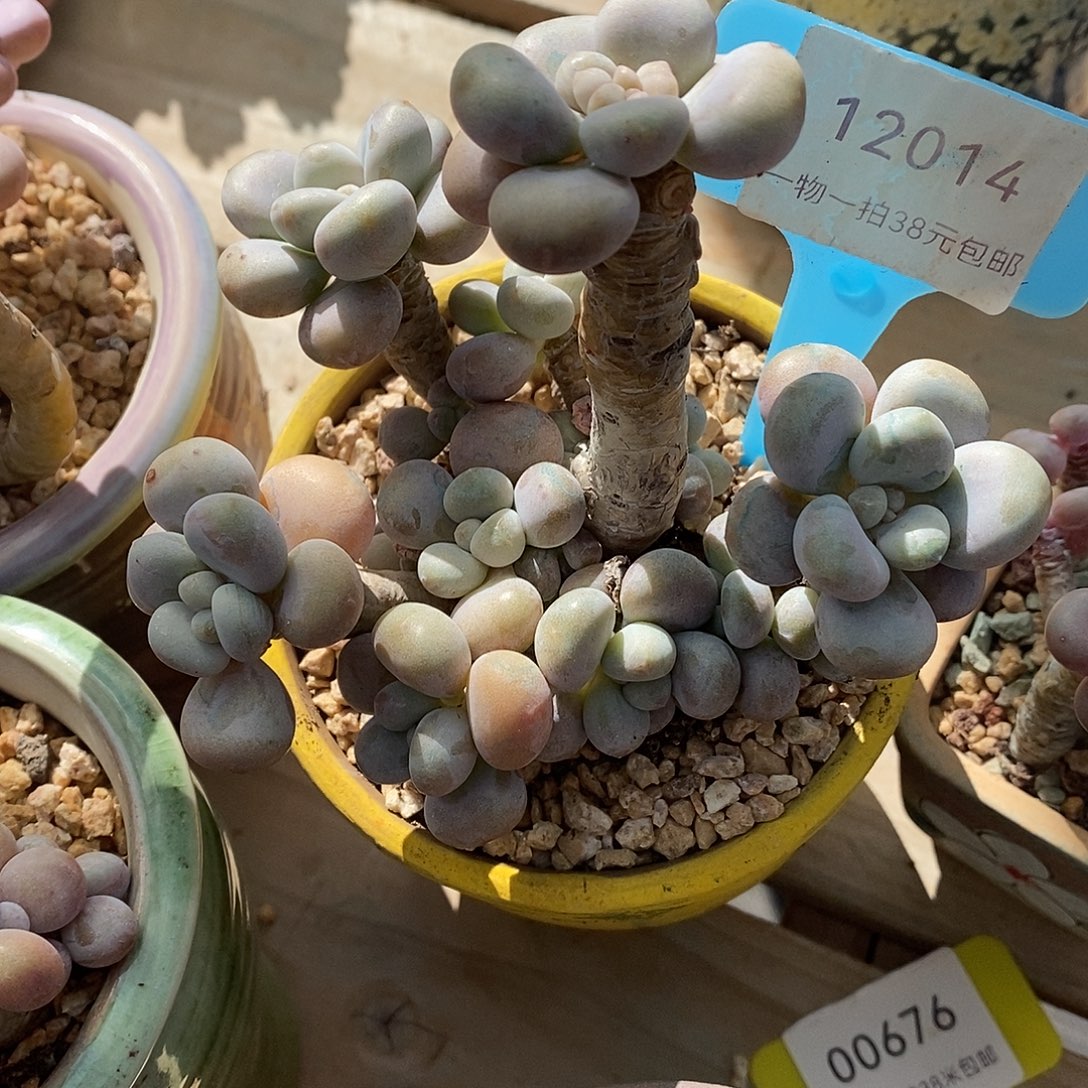 014烧烤咯哦哦哦小雨