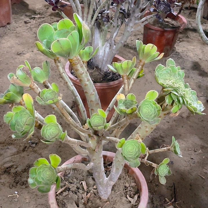 139原始绿捧花缀化一体