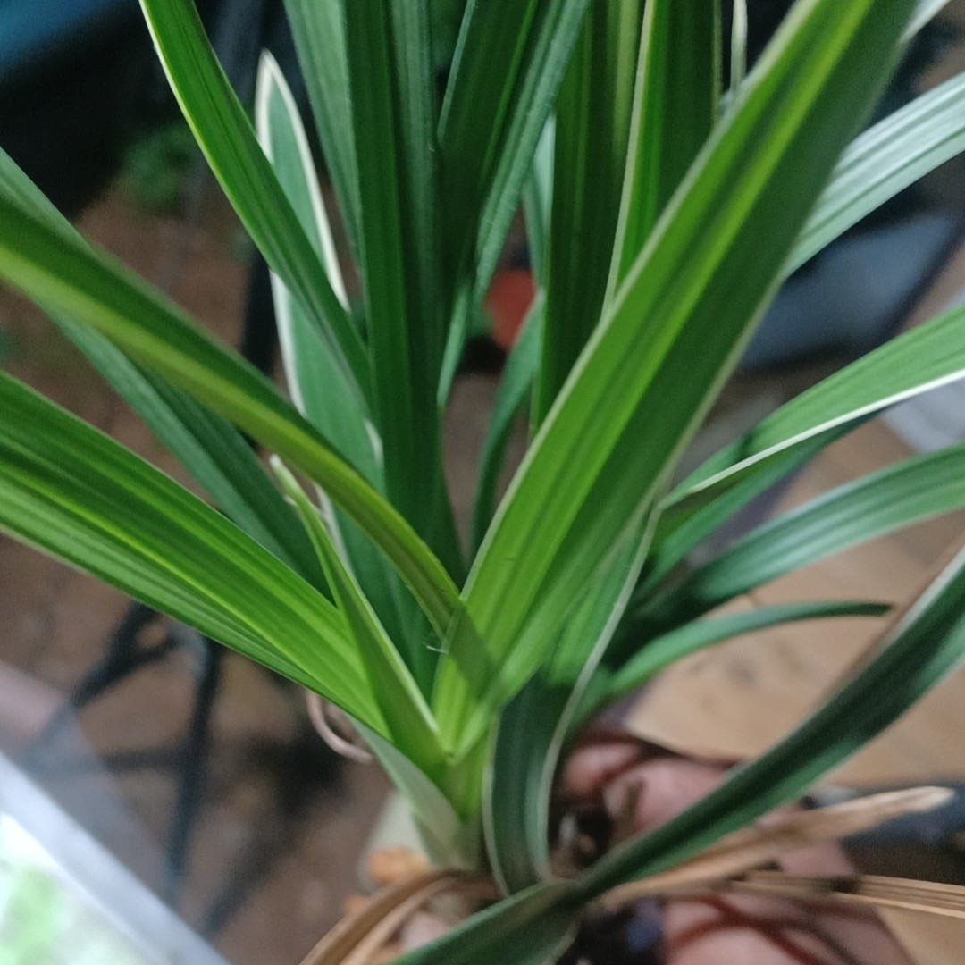 带金丝兰花草开花香室内盆栽石斛兰金丝四季绿植客厅大耐活