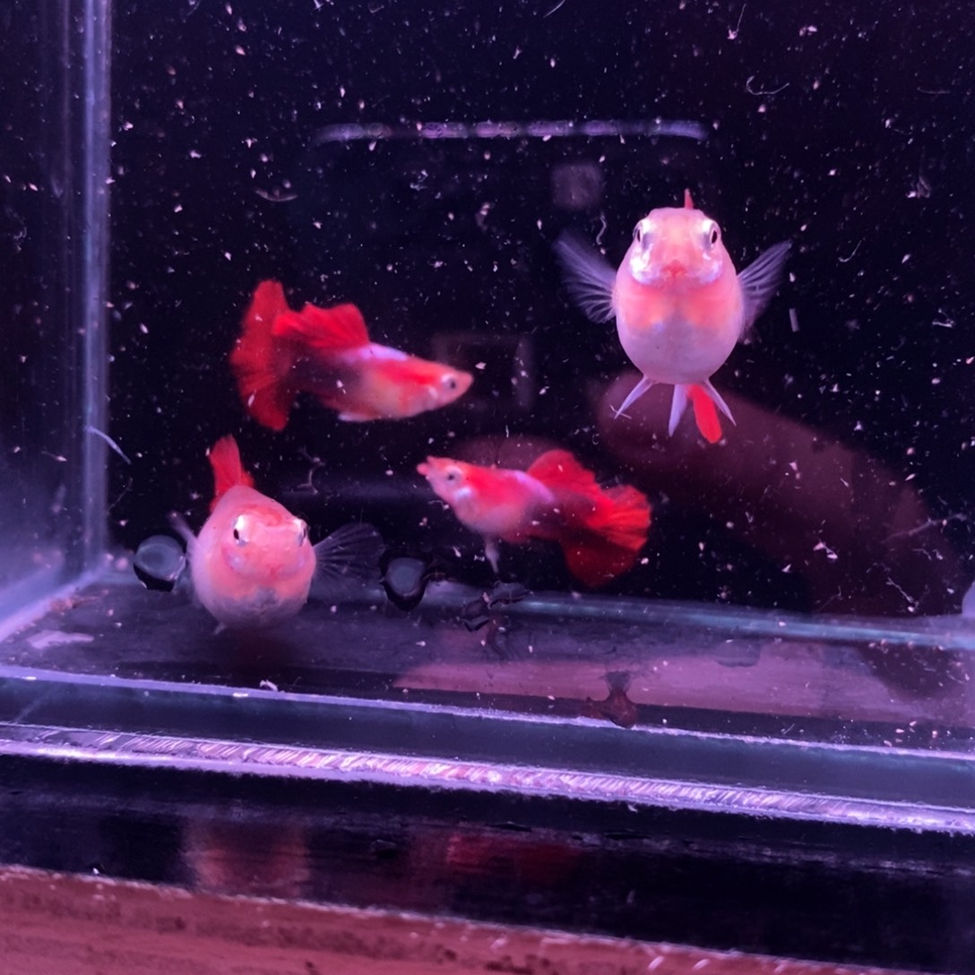 自***曦孔雀鱼黄化折扇球两对