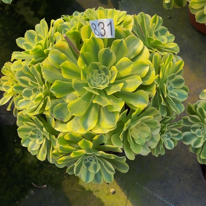 000000000831绿豆沙