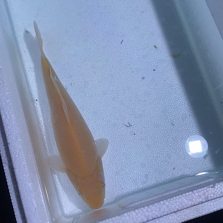 锦鲤锦鲤活鱼开箱包活