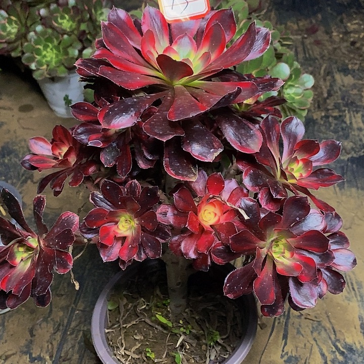 香奈儿丽娜老桩捧花13号