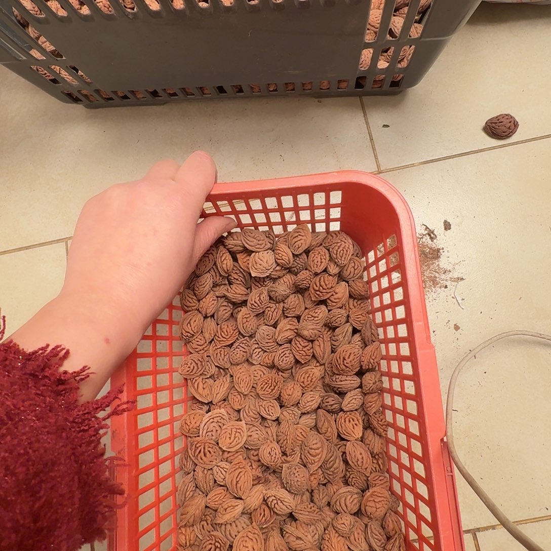 精品野生碧桃核380颗