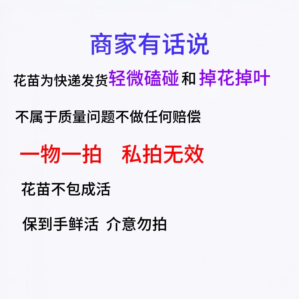 小叶紫三角梅    一物一拍