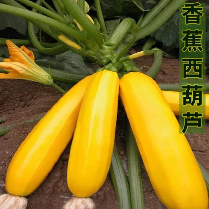 水果型能生吃黄色双色西葫芦种籽香蕉西葫芦种子四季蔬菜种籽
