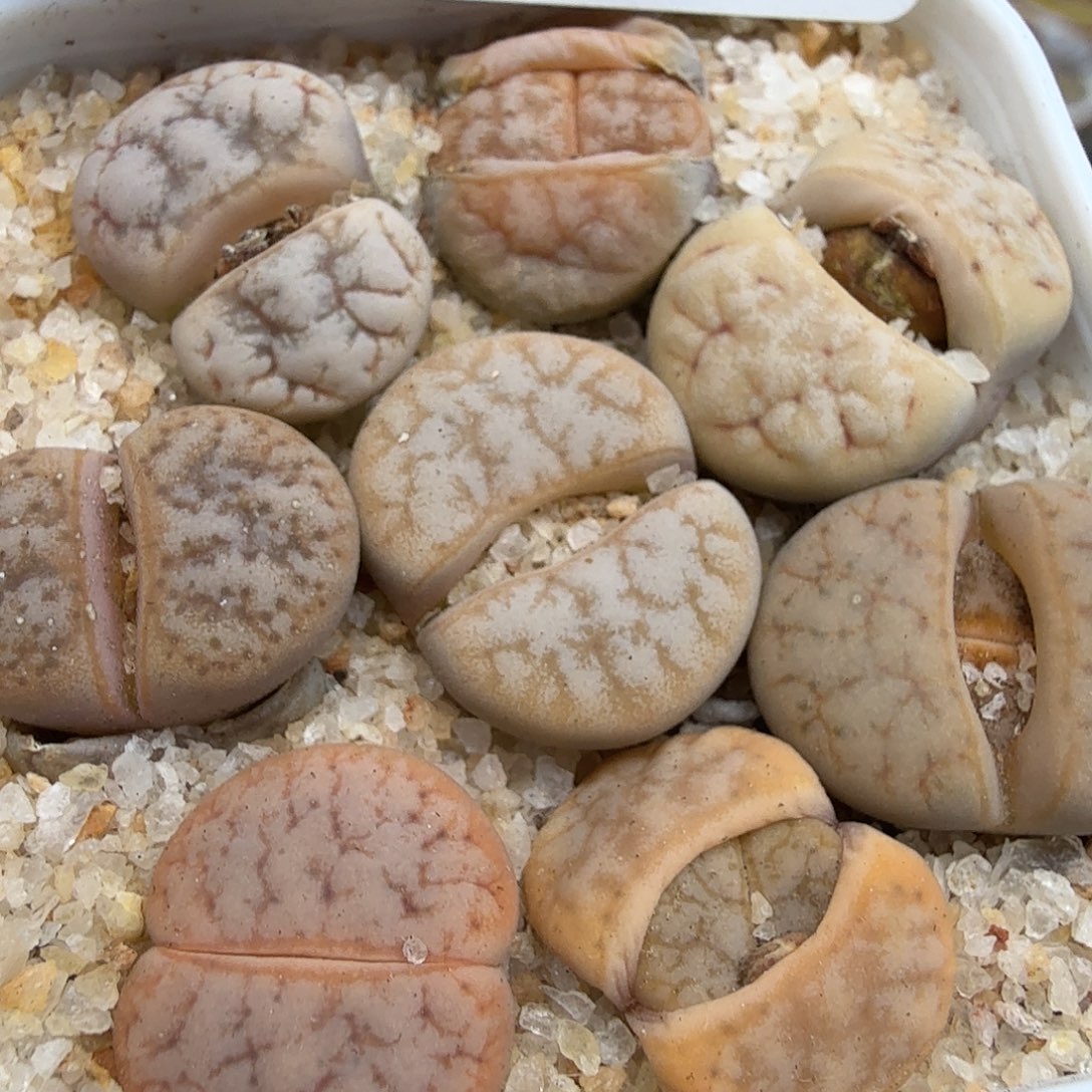 好喜欢看肖春177是