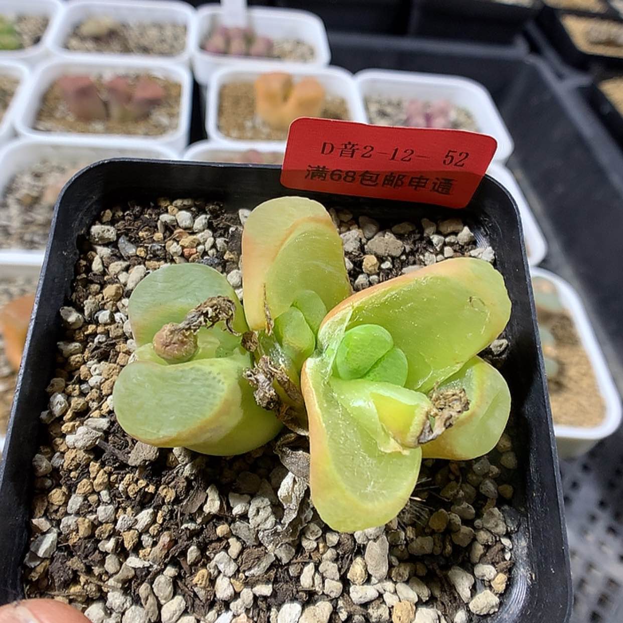 【闪购商品】2-12-52 风铃 25 嘟嘟