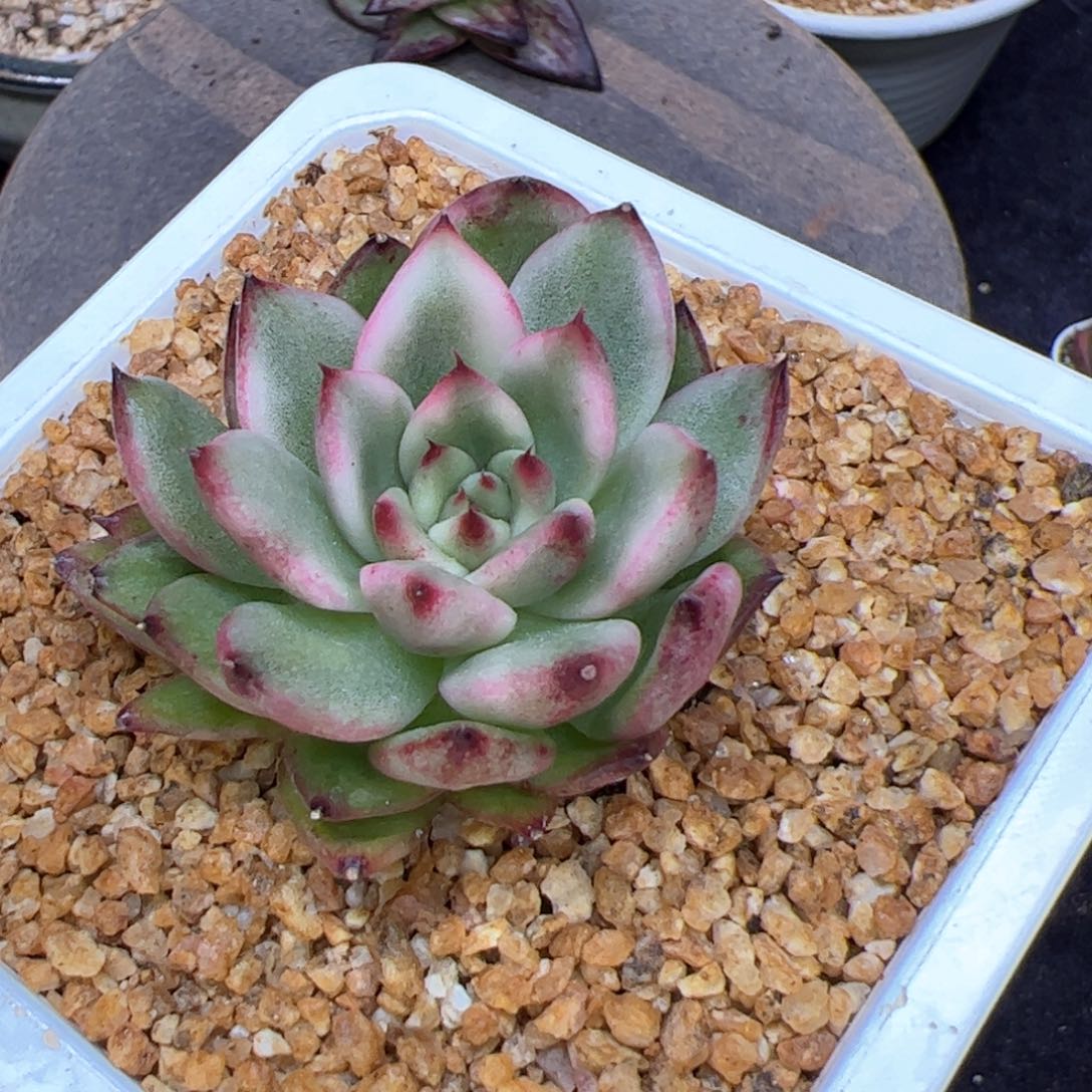 摩根，多肉植物百科