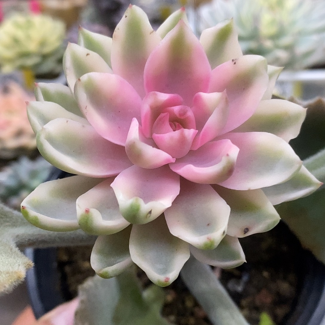 郑****054寄养哈哈哈哈哈哈哈