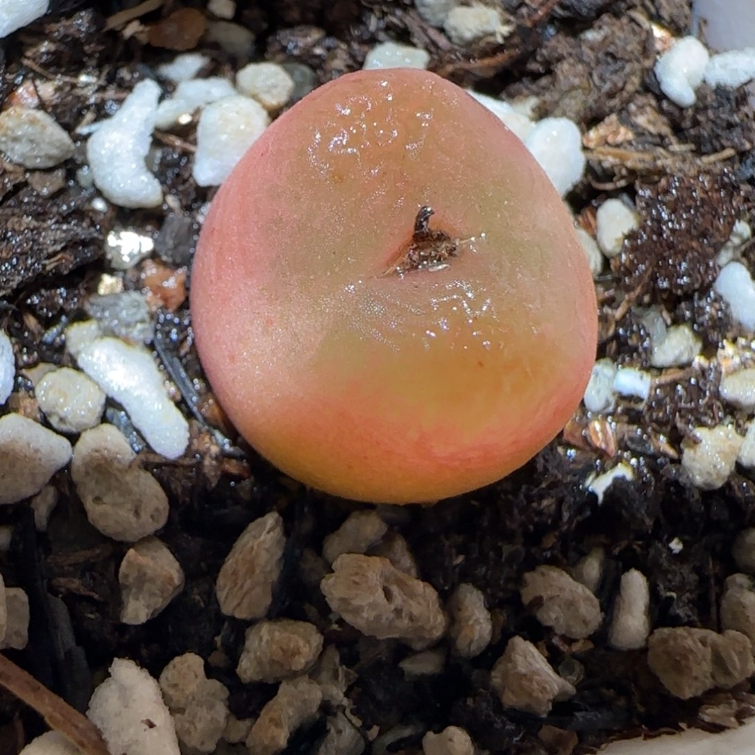 肉锥多肉植物百科5-水蜜桃434