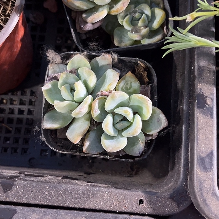 双头泡芙带盆土发